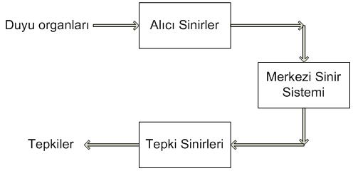 Biyolojik Sinir Ağları